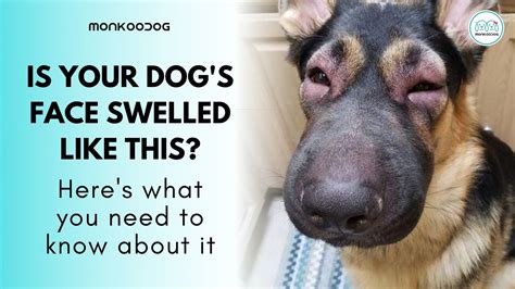 Dog Swollen Face Home Treatment